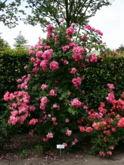 Ramblerrose 'American Pillar' -Deutschland Garten Funk Verkaufs-Shop ramblerrose american pillar m003536 w 4
