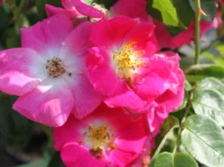 Ramblerrose 'American Pillar' -Deutschland Garten Funk Verkaufs-Shop ramblerrose american pillar m003536 w 6