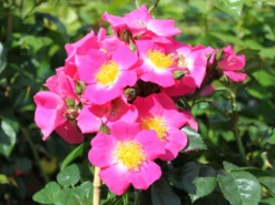 Ramblerrose 'American Pillar' -Deutschland Garten Funk Verkaufs-Shop ramblerrose american pillar m003536 w 7