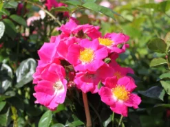 Ramblerrose 'American Pillar' -Deutschland Garten Funk Verkaufs-Shop ramblerrose american pillar m003536 w 8