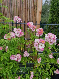 Ramblerrose 'Apple Blossom' -Deutschland Garten Funk Verkaufs-Shop ramblerrose apple blossom m005460 1446224 0