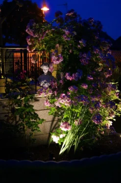 Ramblerrose 'Apple Blossom' -Deutschland Garten Funk Verkaufs-Shop ramblerrose apple blossom m005460 411240 0