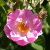 Ramblerrose 'Apple Blossom'