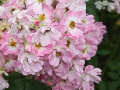 Ramblerrose 'Apple Blossom' -Deutschland Garten Funk Verkaufs-Shop ramblerrose apple blossom m005460 w 1