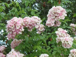 Ramblerrose 'Apple Blossom' -Deutschland Garten Funk Verkaufs-Shop ramblerrose apple blossom m005460 w 2