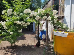 Ramblerrose 'Bobby James' -Deutschland Garten Funk Verkaufs-Shop ramblerrose bobby james m004608 1027967 0