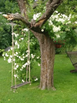 Ramblerrose 'Bobby James' -Deutschland Garten Funk Verkaufs-Shop ramblerrose bobby james m004608 170268 0