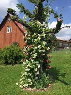 Ramblerrose 'Bobby James' -Deutschland Garten Funk Verkaufs-Shop ramblerrose bobby james m004608 193676 0 1