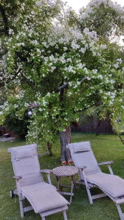 Ramblerrose 'Bobby James' -Deutschland Garten Funk Verkaufs-Shop ramblerrose bobby james m004608 193676 0