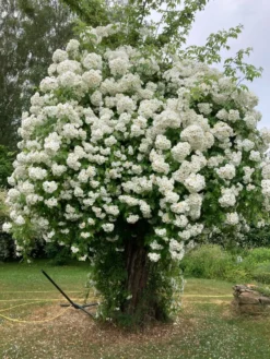 Ramblerrose 'Bobby James' -Deutschland Garten Funk Verkaufs-Shop ramblerrose bobby james m004608 319873 0