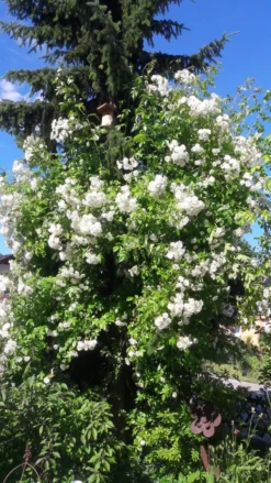 Ramblerrose 'Bobby James' -Deutschland Garten Funk Verkaufs-Shop ramblerrose bobby james m004608 401538 1