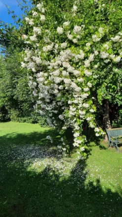 Ramblerrose 'Bobby James' -Deutschland Garten Funk Verkaufs-Shop ramblerrose bobby james m004608 458474 0