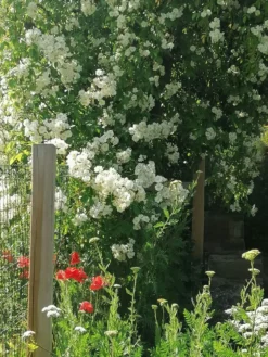 Ramblerrose 'Bobby James' -Deutschland Garten Funk Verkaufs-Shop ramblerrose bobby james m004608 647002 0