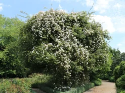 Ramblerrose 'Bobby James' -Deutschland Garten Funk Verkaufs-Shop ramblerrose bobby james m004608 w 0