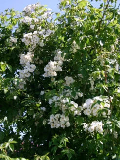 Ramblerrose 'Bobby James' -Deutschland Garten Funk Verkaufs-Shop ramblerrose bobby james m004608 w 1