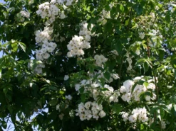 Ramblerrose 'Bobby James' -Deutschland Garten Funk Verkaufs-Shop ramblerrose bobby james m004608 w 2