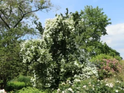 Ramblerrose 'Bobby James' -Deutschland Garten Funk Verkaufs-Shop ramblerrose bobby james m004608 w 4