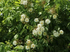 Ramblerrose 'Bobby James' -Deutschland Garten Funk Verkaufs-Shop ramblerrose bobby james m004608 w 5