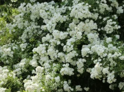 Ramblerrose 'Bobby James' -Deutschland Garten Funk Verkaufs-Shop ramblerrose bobby james m004608 w 6