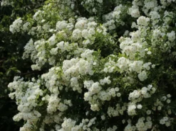 Ramblerrose 'Bobby James' -Deutschland Garten Funk Verkaufs-Shop ramblerrose bobby james m004608 w 7