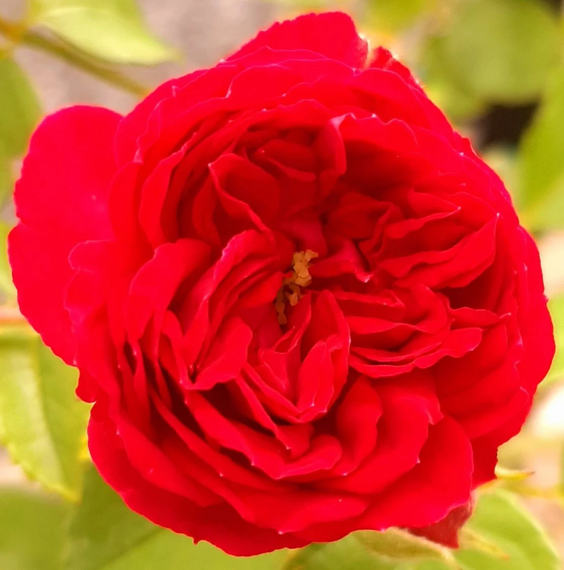 Ramblerrose 'Chevy Chase' 13 Ramblerrose 'Chevy Chase' – Bild 13