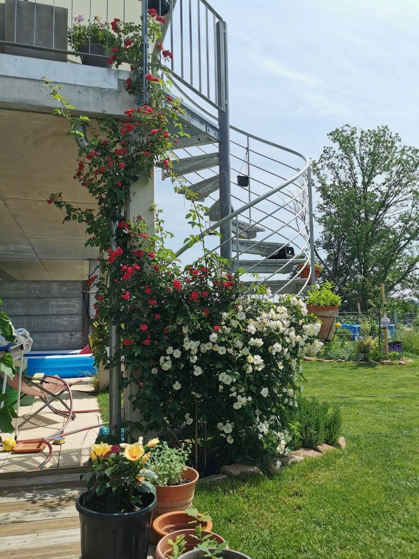 Ramblerrose 'Chevy Chase' 7 Ramblerrose 'Chevy Chase' – Bild 7