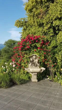 Ramblerrose 'Chevy Chase' 31 Ramblerrose 'Chevy Chase' -Deutschland Garten Funk Verkaufs-Shop ramblerrose chevy chase m051365 193676 0 1