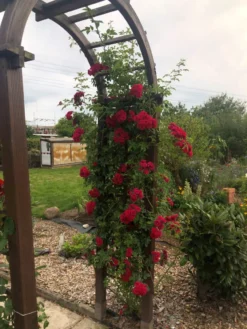 Ramblerrose 'Chevy Chase' 25 Ramblerrose 'Chevy Chase' -Deutschland Garten Funk Verkaufs-Shop ramblerrose chevy chase m051365 193676 0