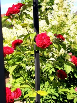 Ramblerrose 'Chevy Chase' 26 Ramblerrose 'Chevy Chase' -Deutschland Garten Funk Verkaufs-Shop ramblerrose chevy chase m051365 193676 1