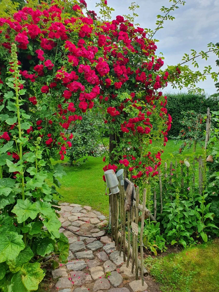 Ramblerrose 'Chevy Chase' 9 Ramblerrose 'Chevy Chase' – Bild 9