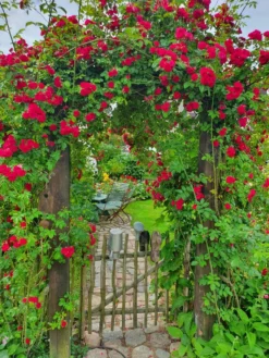 Ramblerrose 'Chevy Chase' 23 Ramblerrose 'Chevy Chase' -Deutschland Garten Funk Verkaufs-Shop ramblerrose chevy chase m051365 193676 3