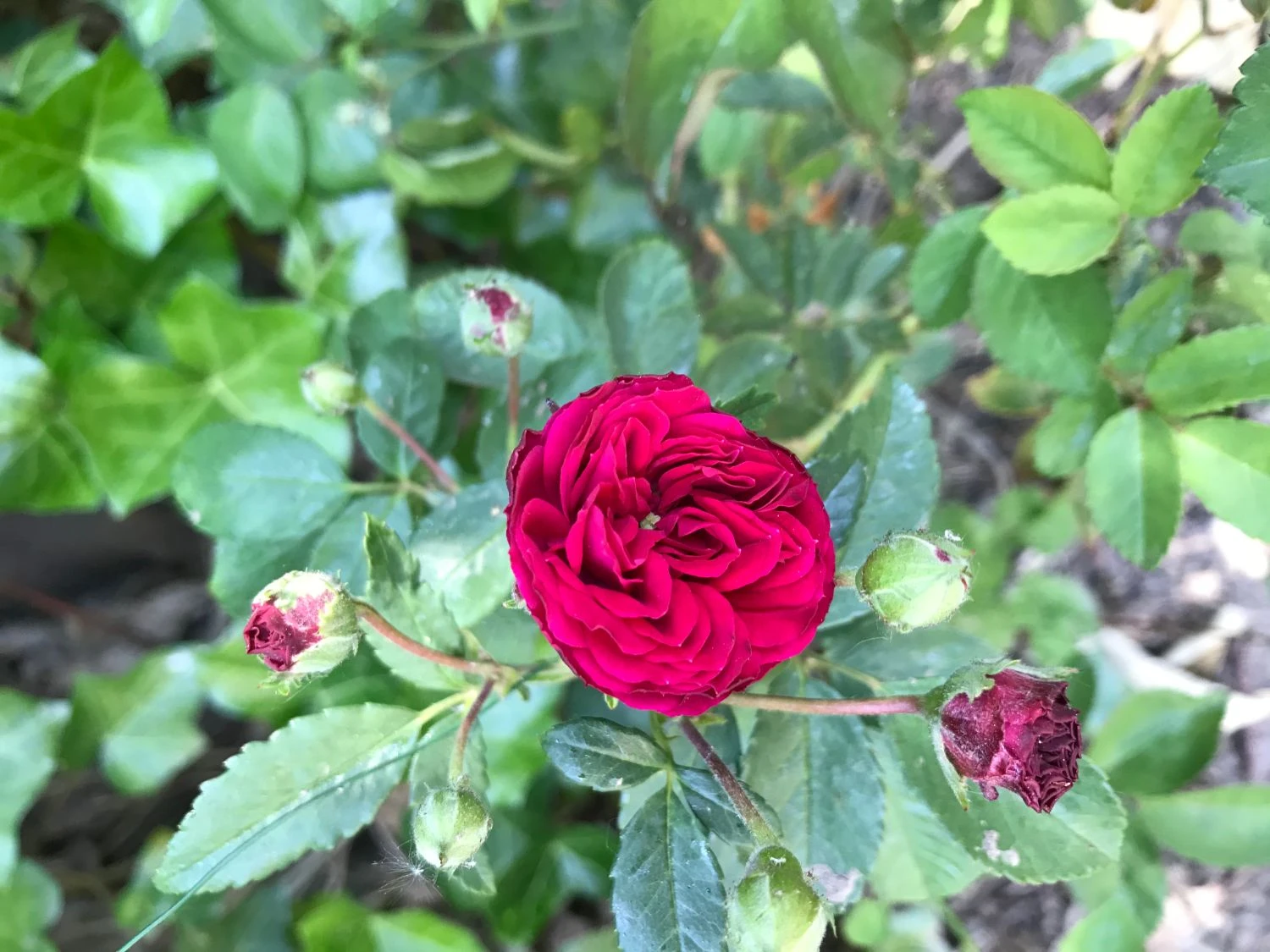 Ramblerrose 'Chevy Chase' 14 Ramblerrose 'Chevy Chase' – Bild 14