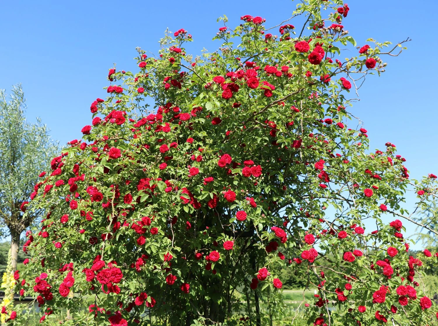 Ramblerrose 'Chevy Chase' 1 Ramblerrose 'Chevy Chase'