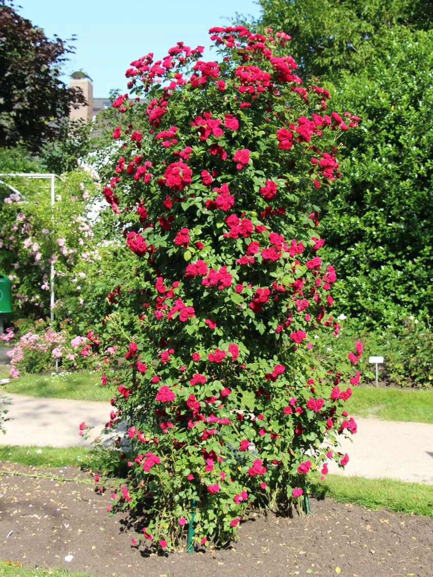 Ramblerrose 'Chevy Chase' 2 Ramblerrose 'Chevy Chase' – Bild 2