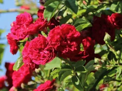 Ramblerrose 'Chevy Chase' 19 Ramblerrose 'Chevy Chase' -Deutschland Garten Funk Verkaufs-Shop ramblerrose chevy chase m051365 w 1