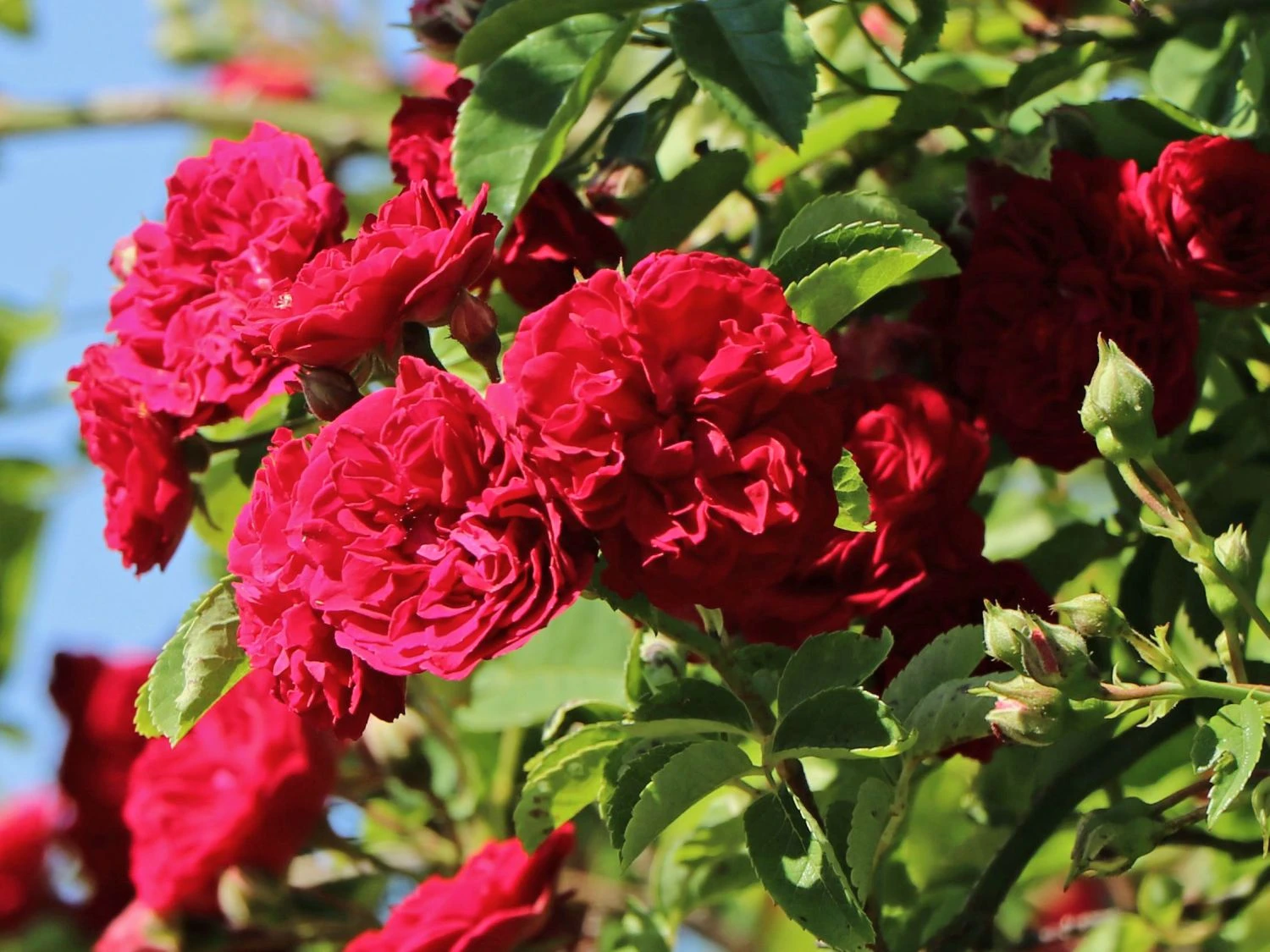 Ramblerrose 'Chevy Chase' 4 Ramblerrose 'Chevy Chase' – Bild 4