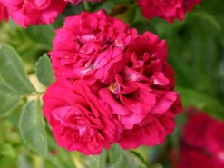 Ramblerrose 'Chevy Chase' 21 Ramblerrose 'Chevy Chase' -Deutschland Garten Funk Verkaufs-Shop ramblerrose chevy chase m051365 w 2