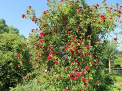 Ramblerrose 'Chevy Chase' 18 Ramblerrose 'Chevy Chase' -Deutschland Garten Funk Verkaufs-Shop ramblerrose chevy chase m051365 w 3