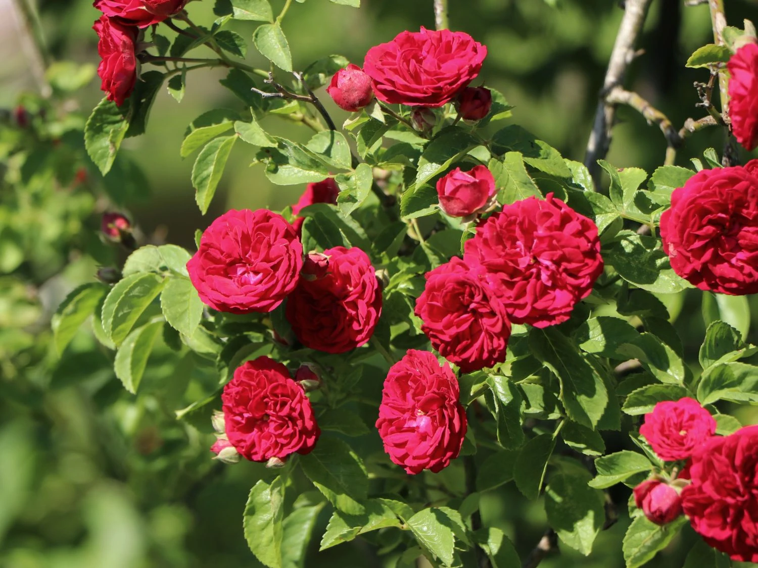 Ramblerrose 'Chevy Chase' 5 Ramblerrose 'Chevy Chase' – Bild 5