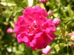 Ramblerrose 'Excelsa' -Deutschland Garten Funk Verkaufs-Shop ramblerrose excelsa m002962 w 1