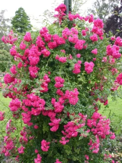 Ramblerrose 'Excelsa' -Deutschland Garten Funk Verkaufs-Shop ramblerrose excelsa m002962 w 2