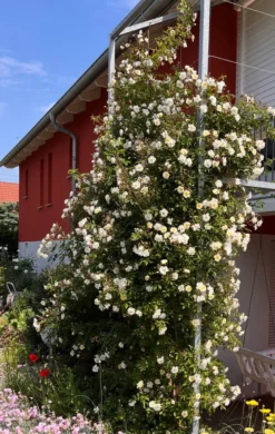 Ramblerrose 'Lykkefund' -Deutschland Garten Funk Verkaufs-Shop ramblerrose lykkefund m002640 556127 0