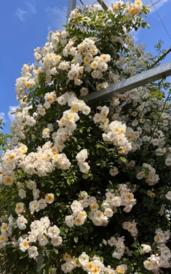 Ramblerrose 'Lykkefund' -Deutschland Garten Funk Verkaufs-Shop ramblerrose lykkefund m002640 556127 1