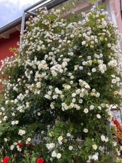 Ramblerrose 'Lykkefund' -Deutschland Garten Funk Verkaufs-Shop ramblerrose lykkefund m002640 556127 2