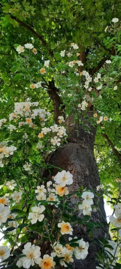 Ramblerrose 'Lykkefund' -Deutschland Garten Funk Verkaufs-Shop ramblerrose lykkefund m002640 813266 3