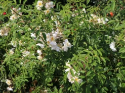 Ramblerrose 'Lykkefund' -Deutschland Garten Funk Verkaufs-Shop ramblerrose lykkefund m002640 w 2