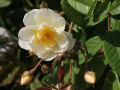 Ramblerrose 'Lykkefund' -Deutschland Garten Funk Verkaufs-Shop ramblerrose lykkefund m002640 w 3