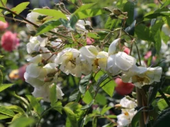 Ramblerrose 'Lykkefund' -Deutschland Garten Funk Verkaufs-Shop ramblerrose lykkefund m002640 w 5