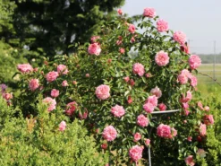 Ramblerrose 'Paul Noel'