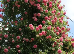 Ramblerrose 'Paul Noel' 16 Ramblerrose 'Paul Noel' -Deutschland Garten Funk Verkaufs-Shop ramblerrose paul noel m003540 w 0